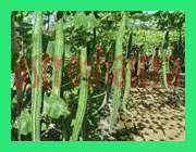 snake gourd